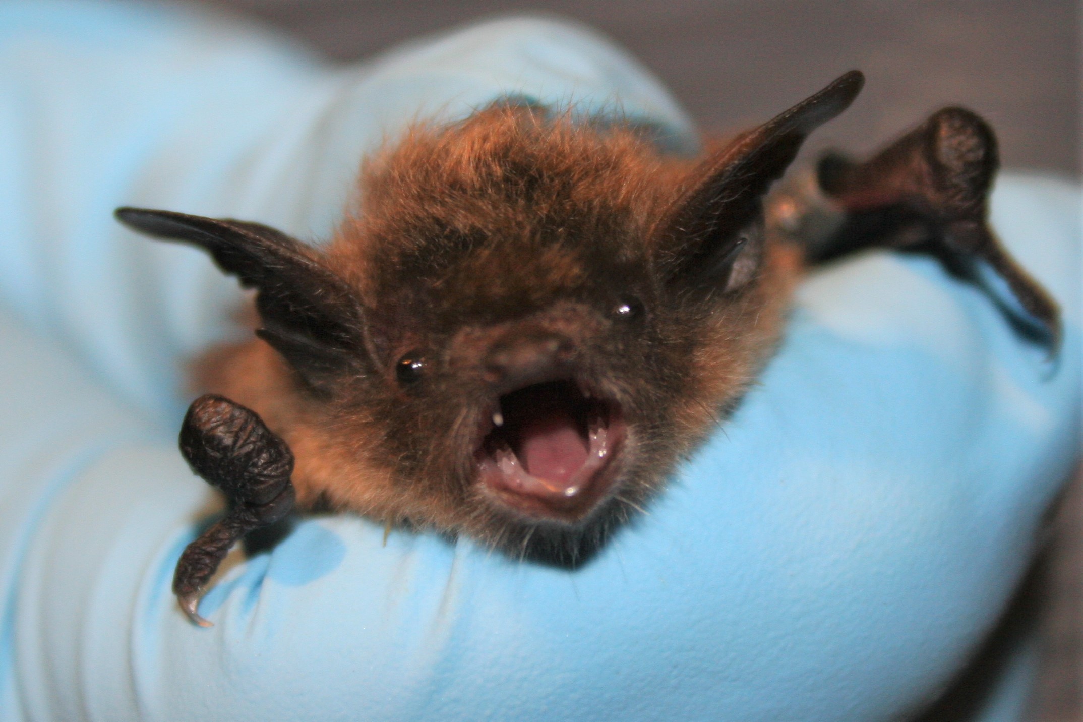 A hand holds a little brown bat