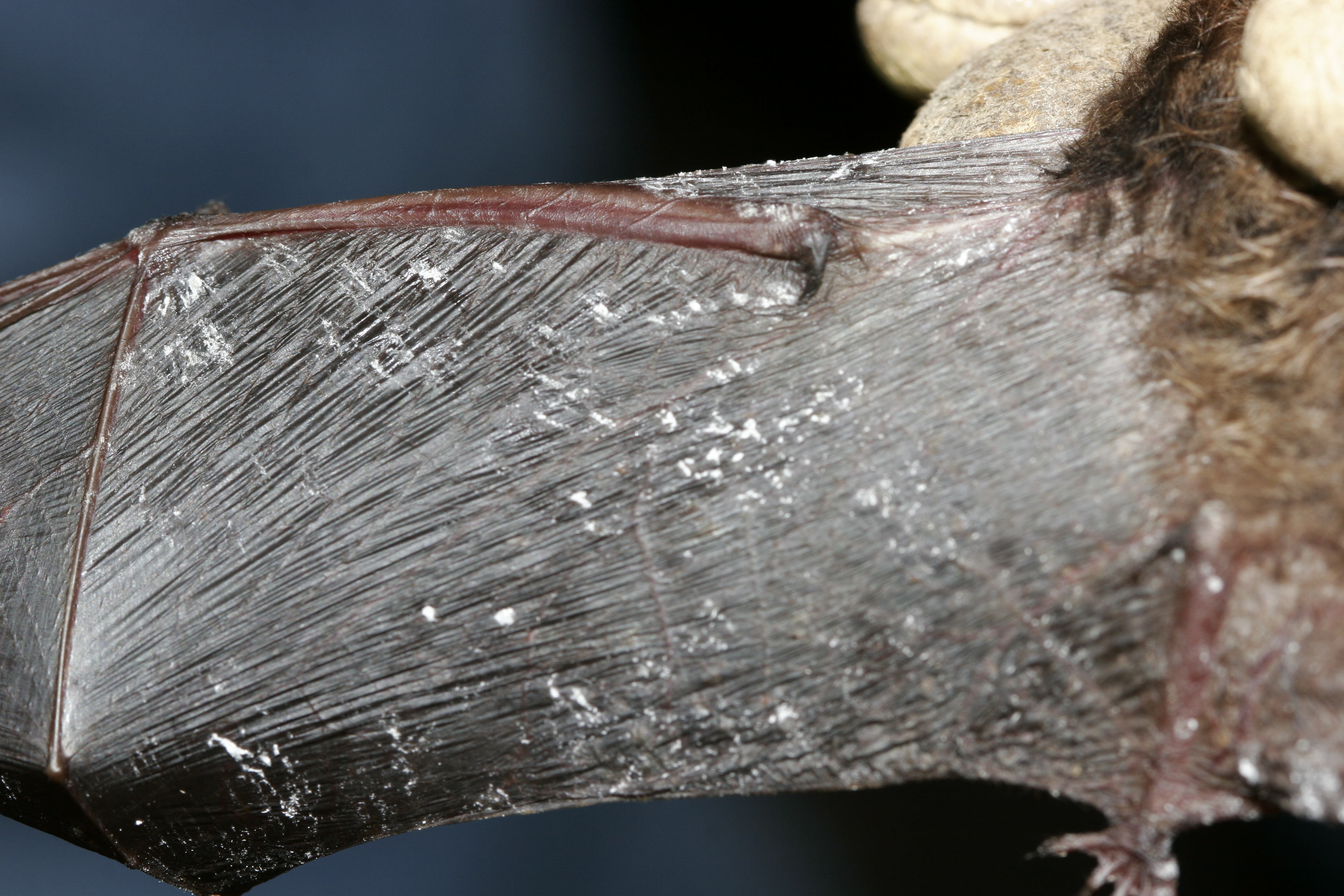 The image depicts P. destructans growth on a bat wing