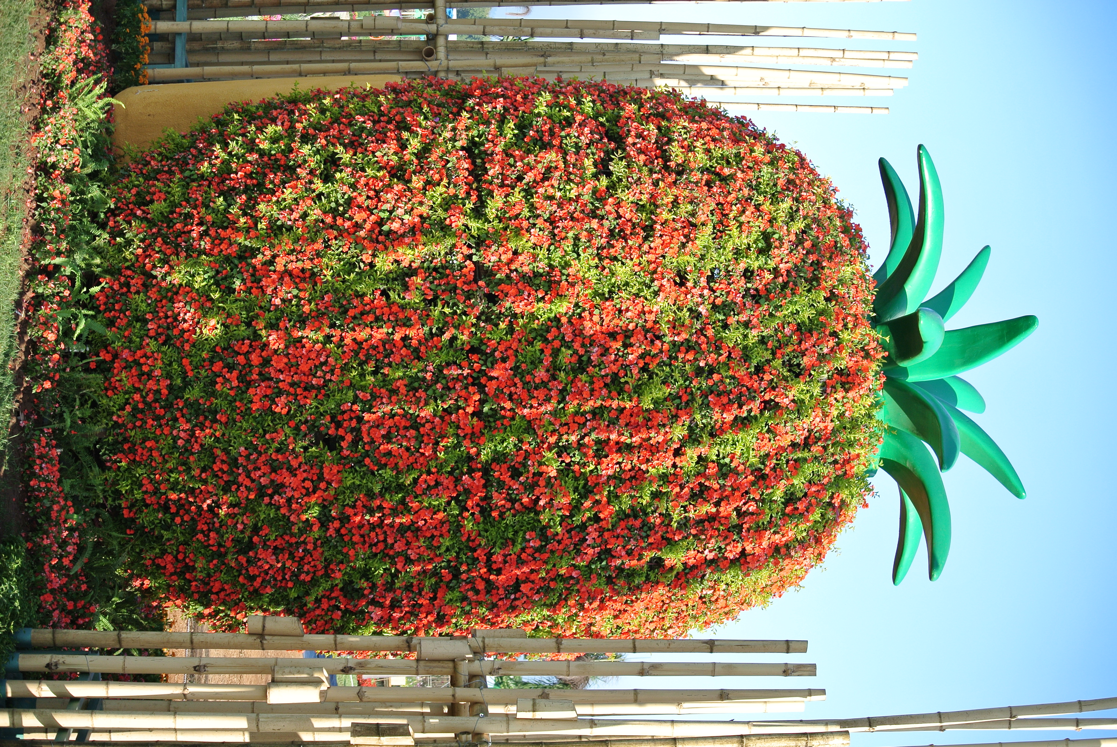 파인애플 모양의 잎