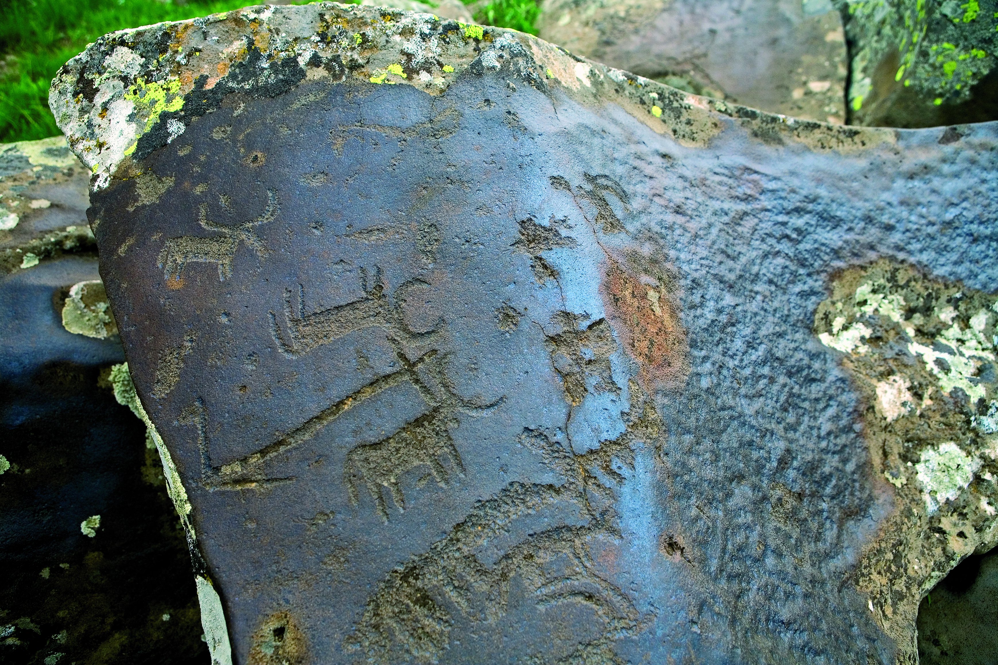 Petroglif dengan gambar berbagai hewan di Gunung Ughtasar.