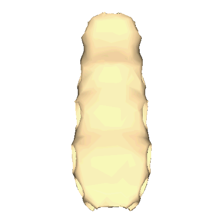Body of Sternum