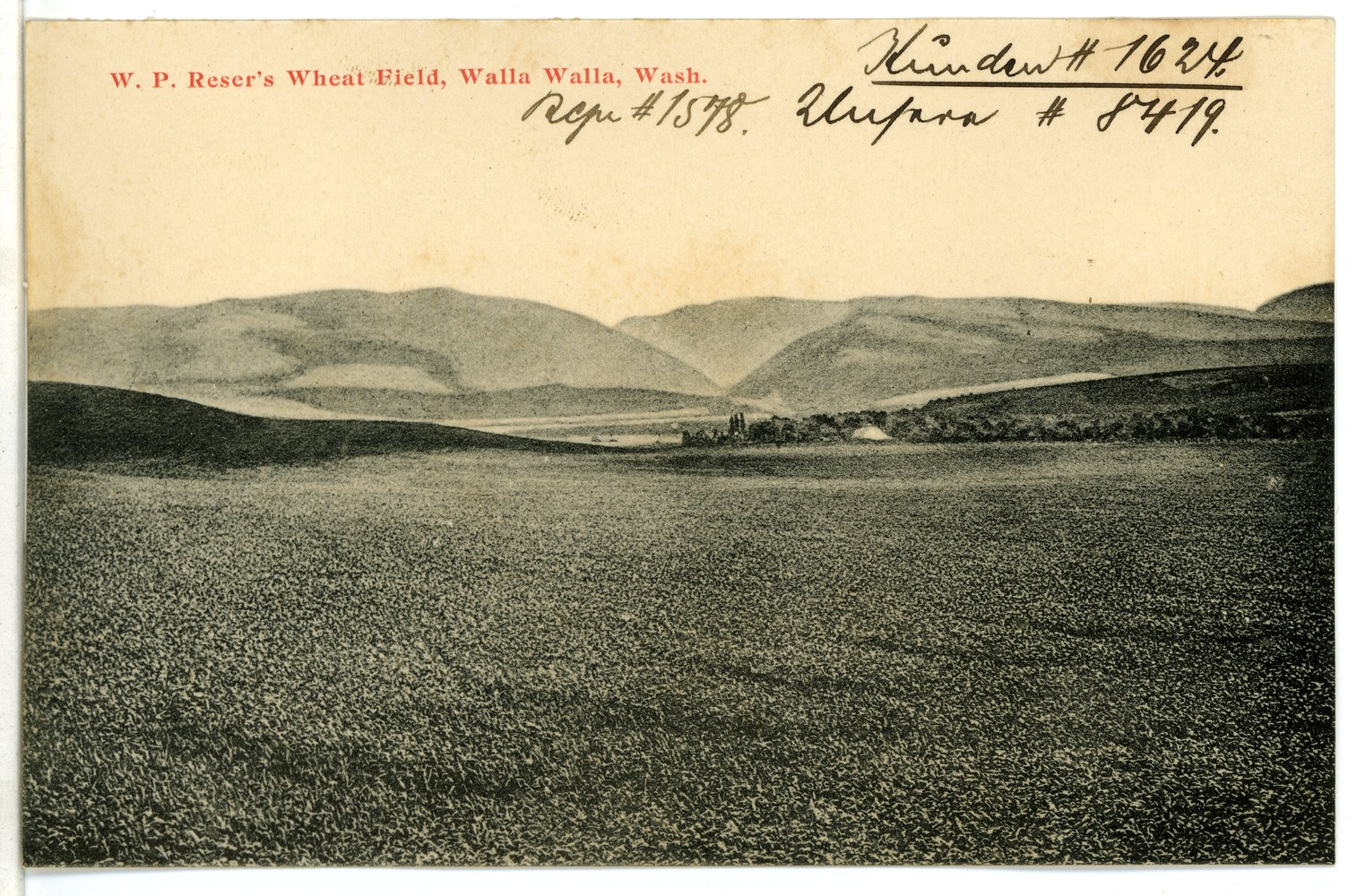 Wheat Field, Walla Walla, Washington, 1906