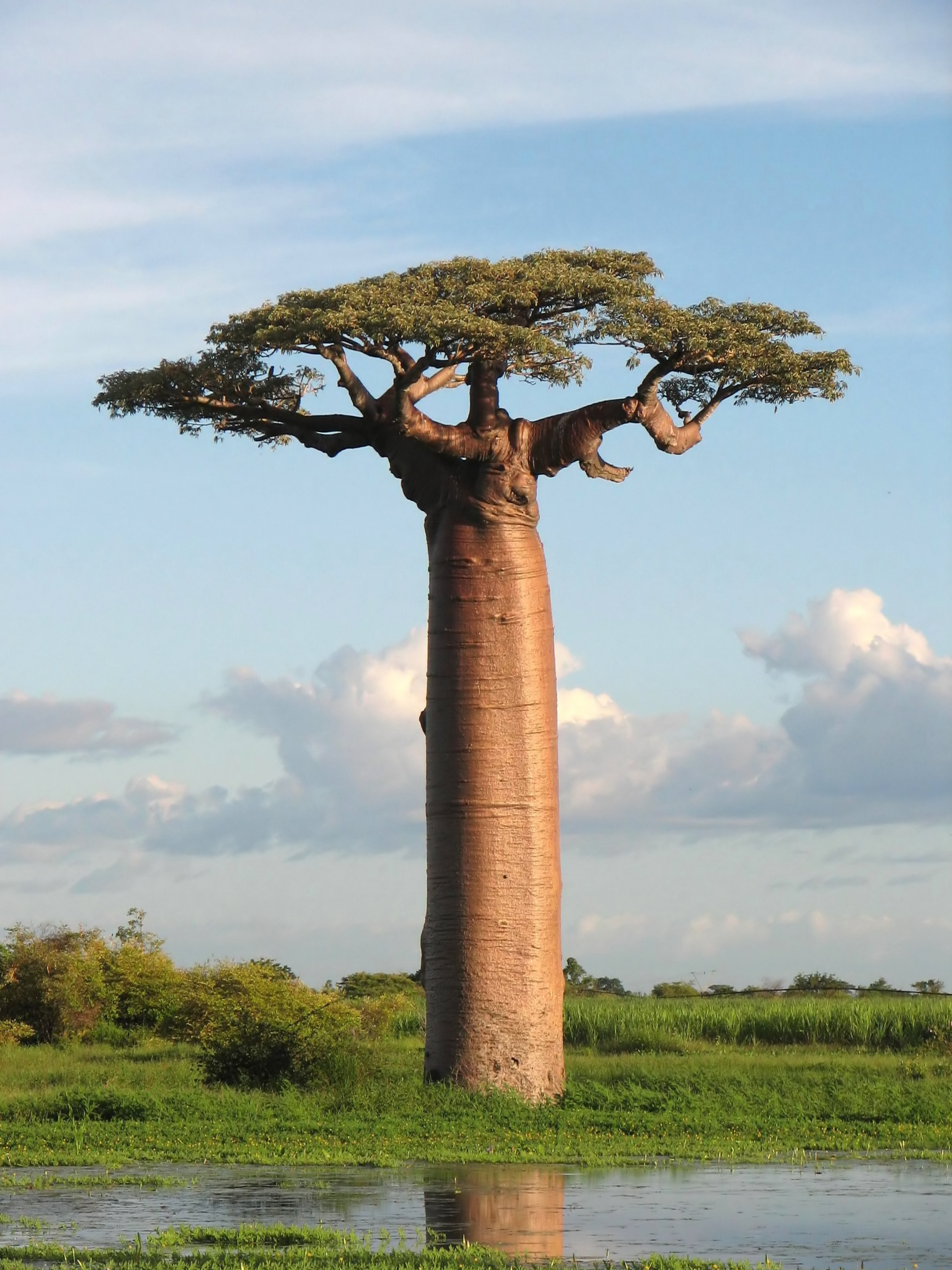 Pokok Baobab Grandidier merupakan salah satu daripada enam spesies baobab endemik di Madagaskar.