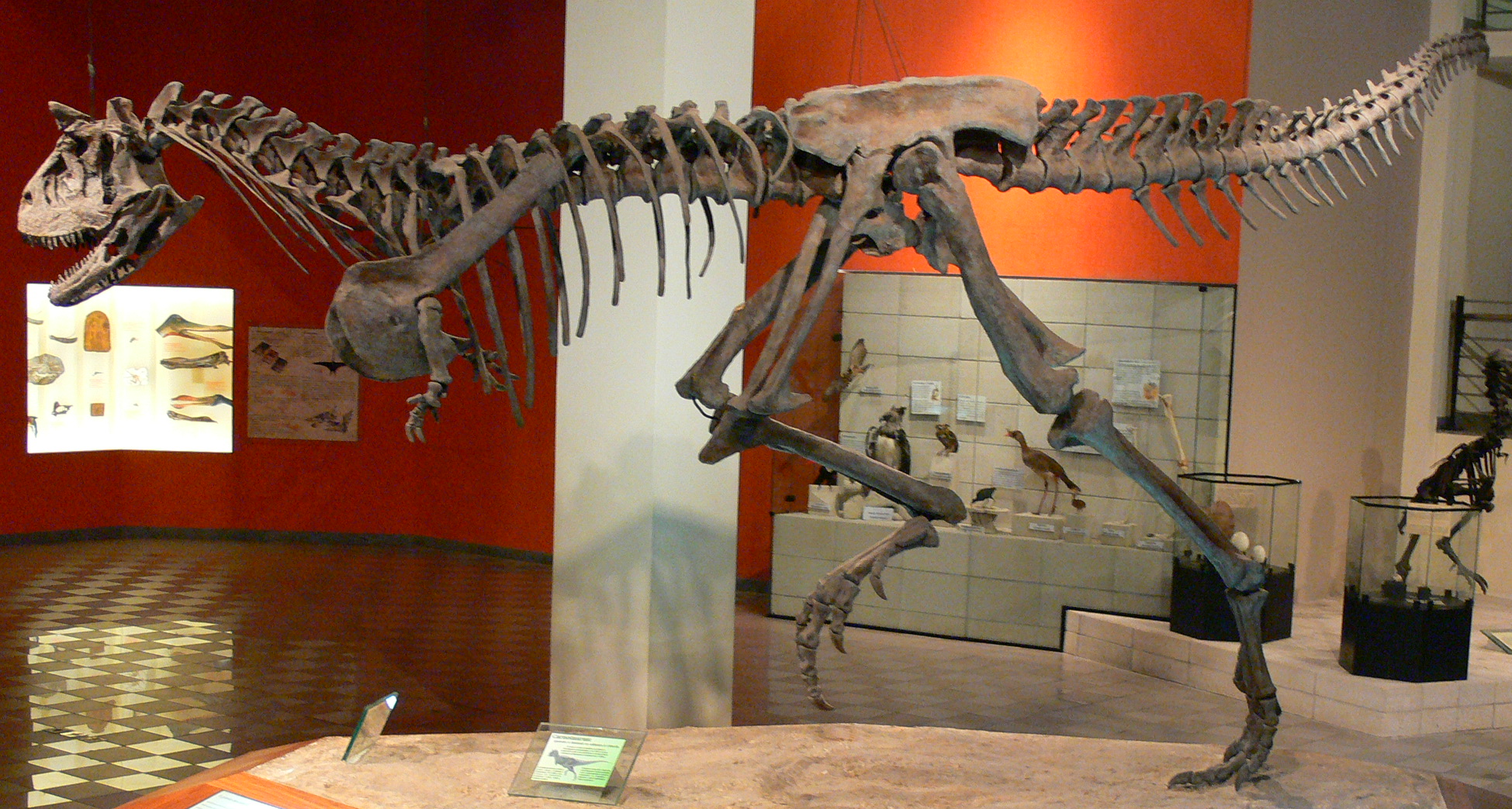 Restored skeleton
