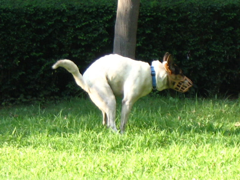 입마개를 한 갈색과 흰색 개가 배변하는 모습