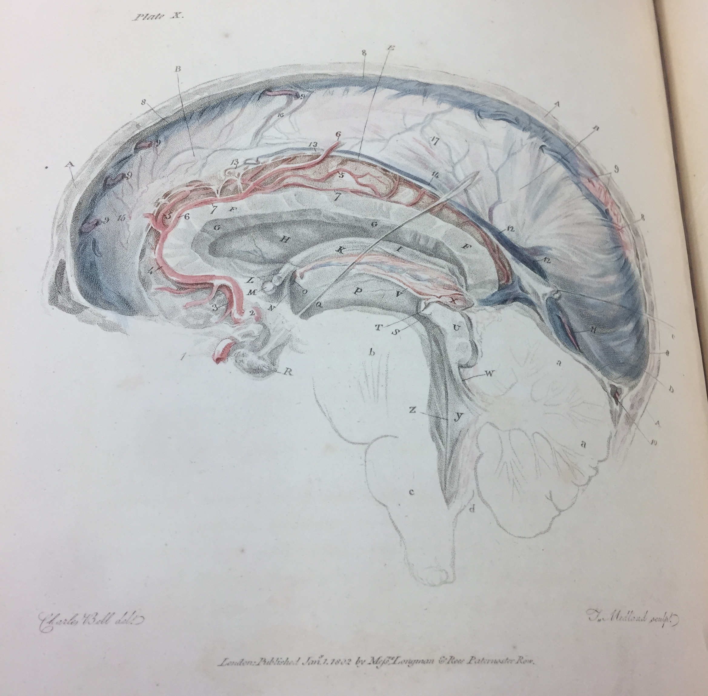 Plate 10 from Anatomy of the Brain Explained in a Series of Engravings (1802).