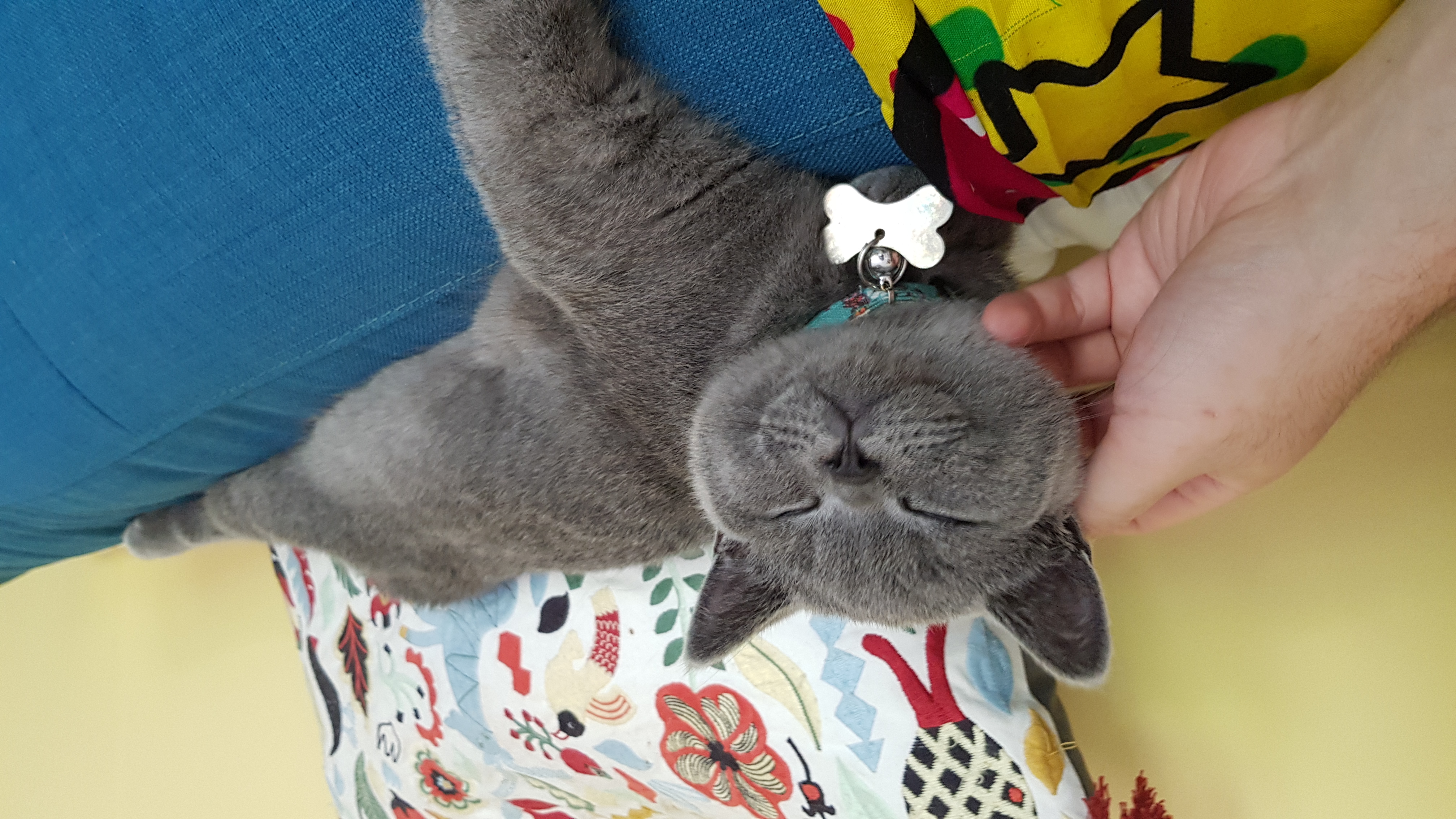 귀 뒤를 긁는 동안 웃고 있는 고양이