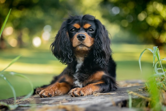 The purebred Black and Tan uniform.