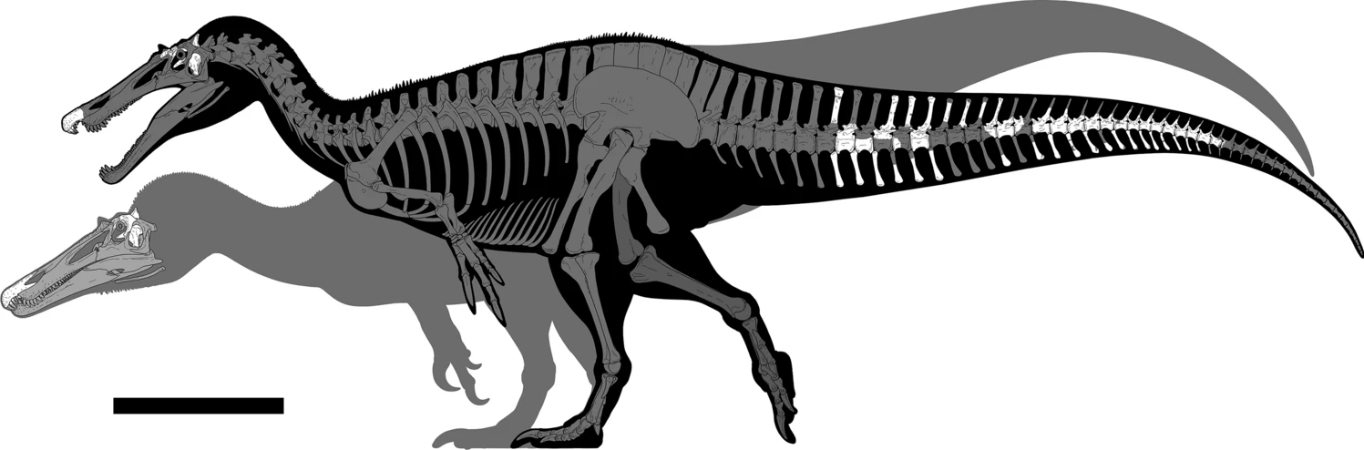 Diagram showing known material of Riparovenator and Ceratosuchops