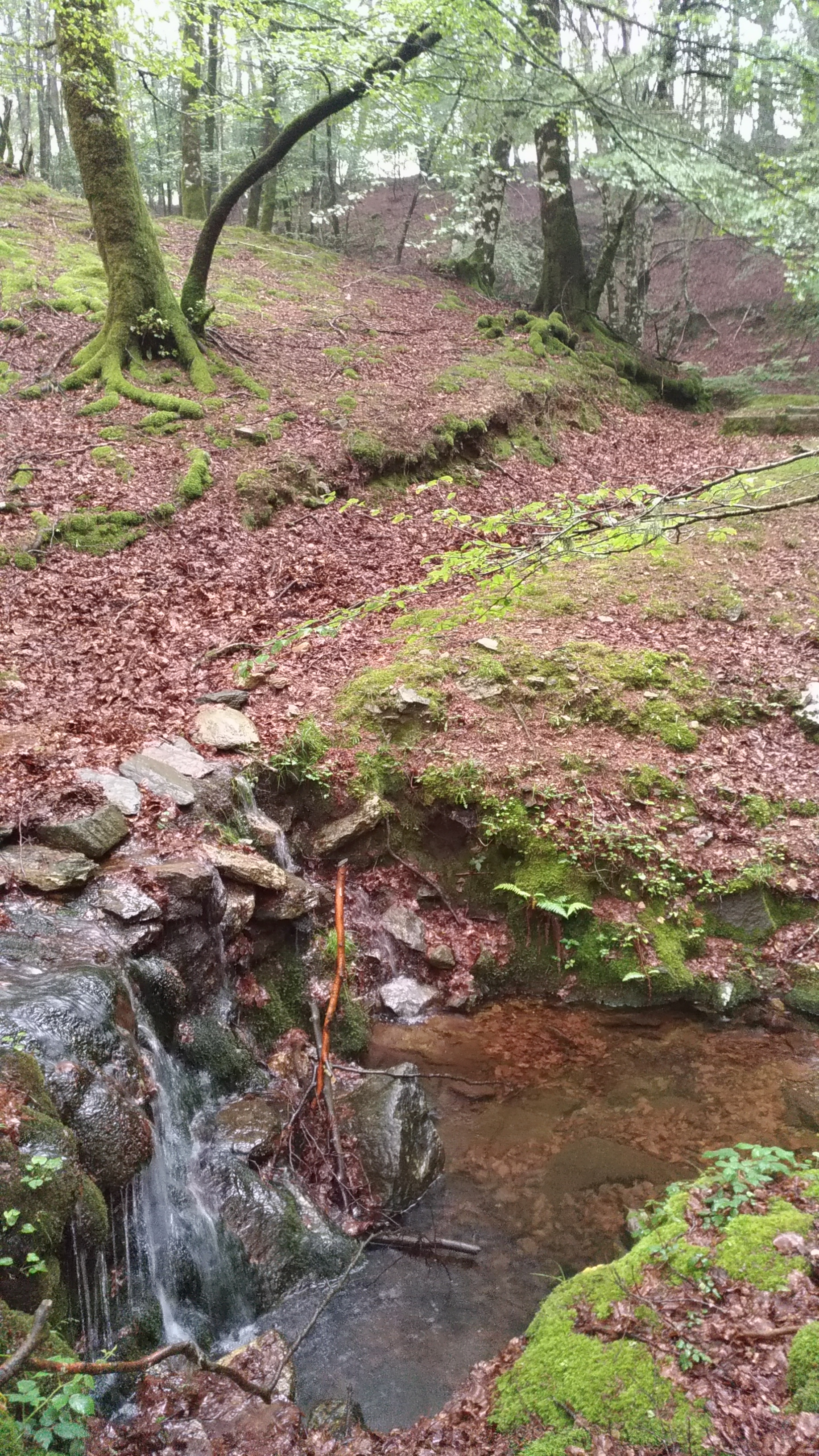 Spring water and trees of Zomaro plateau, Italy
