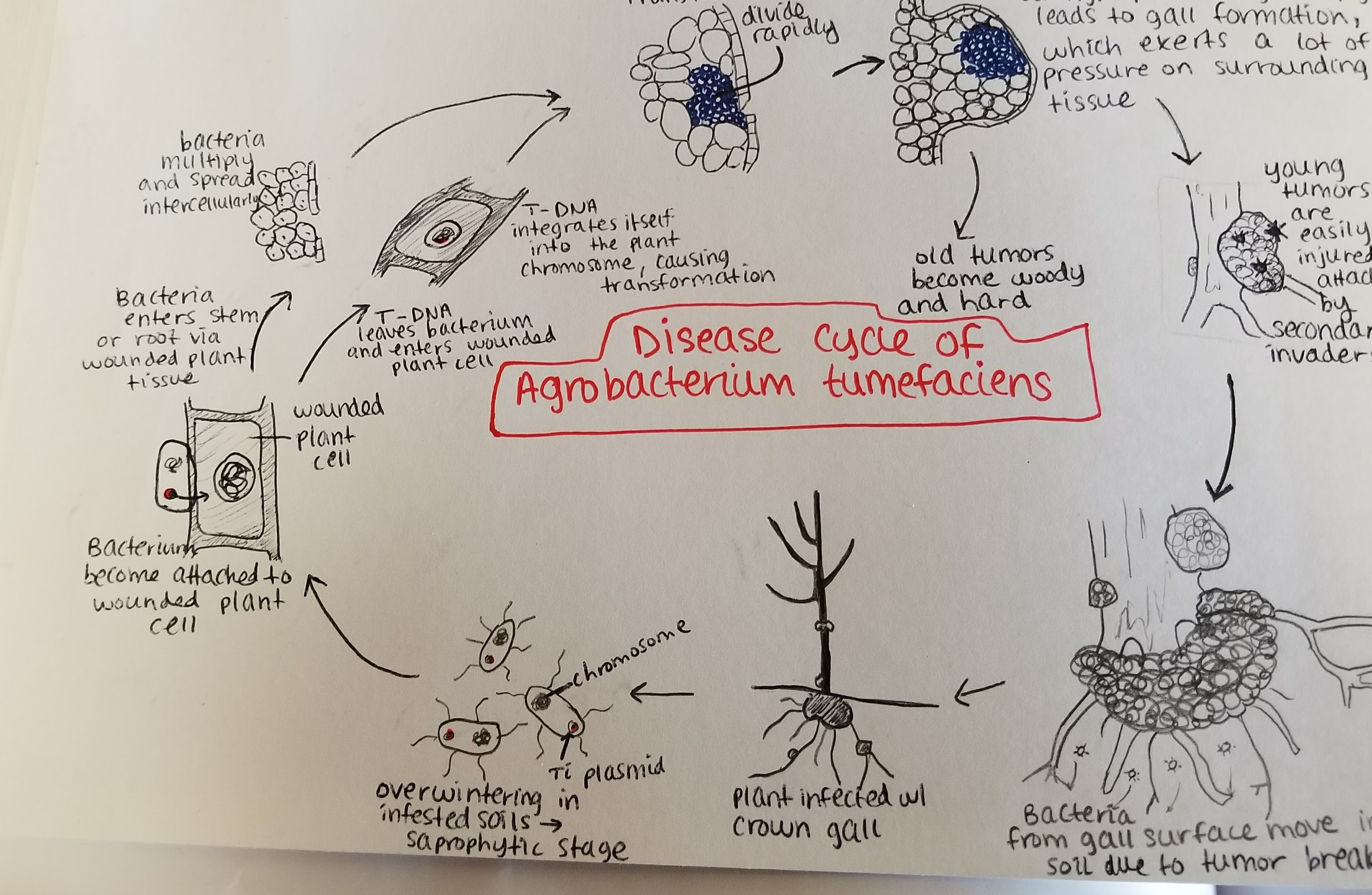 Agrobacterium tumefaciens의 질병 주기