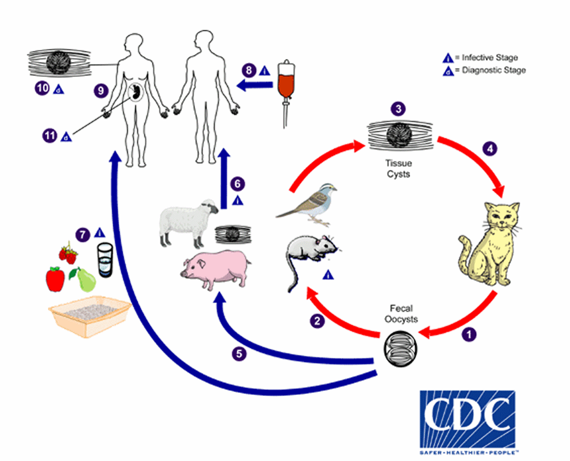 1. *Toxoplasma gondii*의 유일한 알려진 최종 숙주는 고양이과(집고양이와 그 친척)에 속합니다. 포자화되지 않은 난포자는 고양이의 분변에서 배출됩니다. 난포자는 일반적으로 1~3주 동안만 배출되지만, 다량으로 배출될 수 있습니다. 난포자는 환경에서 포자화되어 감염력을 갖추는 데 1~5일이 걸립니다. 2. 자연 상태의 중간 숙주(조류 및 설치류와 같은 모든 온혈 동물)는 난포자로 오염된 토양, 물 또는 식물 재료를 섭취한 후 감염됩니다. 3. 난포자는 섭취 직후 빠르게 영양체로 변환됩니다. 이 영양체는 신경 및 근육 조직에 위치하며 조직 낭포 서맥체로 발달합니다. 4. 고양이는 조직 낭포를 품고 있는 중간 숙주를 섭취한 후 감염됩니다. 고양이는 또한 포자화된 난포자를 직접 섭취하여 감염될 수도 있습니다. 5. 인간 소비를 위해 사육된 동물과 야생 게임도 환경에서 포자화된 난포자를 섭취한 후 조직 낭포에 감염될 수 있습니다. 인간은 여러 경로로 감염될 수 있습니다. 6. 조직 낭포를 품고 있는 동물의 덜 익은 고기를 섭취. 7. 고양이 배설물로 오염된 음식이나 물을 섭취하거나 오염된 환경 샘플(예: 분변으로 오염된 토양 또는 애완 고양이의 화장실 청소)로 감염. 8. 수혈 또는 장기 이식. 9. 모체에서 태아로의 태반을 통해. 인체 숙주에서 기생충은 조직 낭포를 형성하며, 이는 가장 일반적으로 골격근, 심근, 뇌 및 눈에서 발생합니다. 이러한 낭포는 숙주의 평생 동안 남아 있을 수 있습니다. 10. 진단은 일반적으로 혈청 검사로 이루어지지만, 염색된 생검 표본에서 조직 낭포가 관찰될 수 있습니다. 11. 선천성 감염의 진단은 PCR과 같은 분자적 방법을 사용하여 양수에서 *T. gondii* DNA를 검출함으로써 이루어질 수 있습니다.