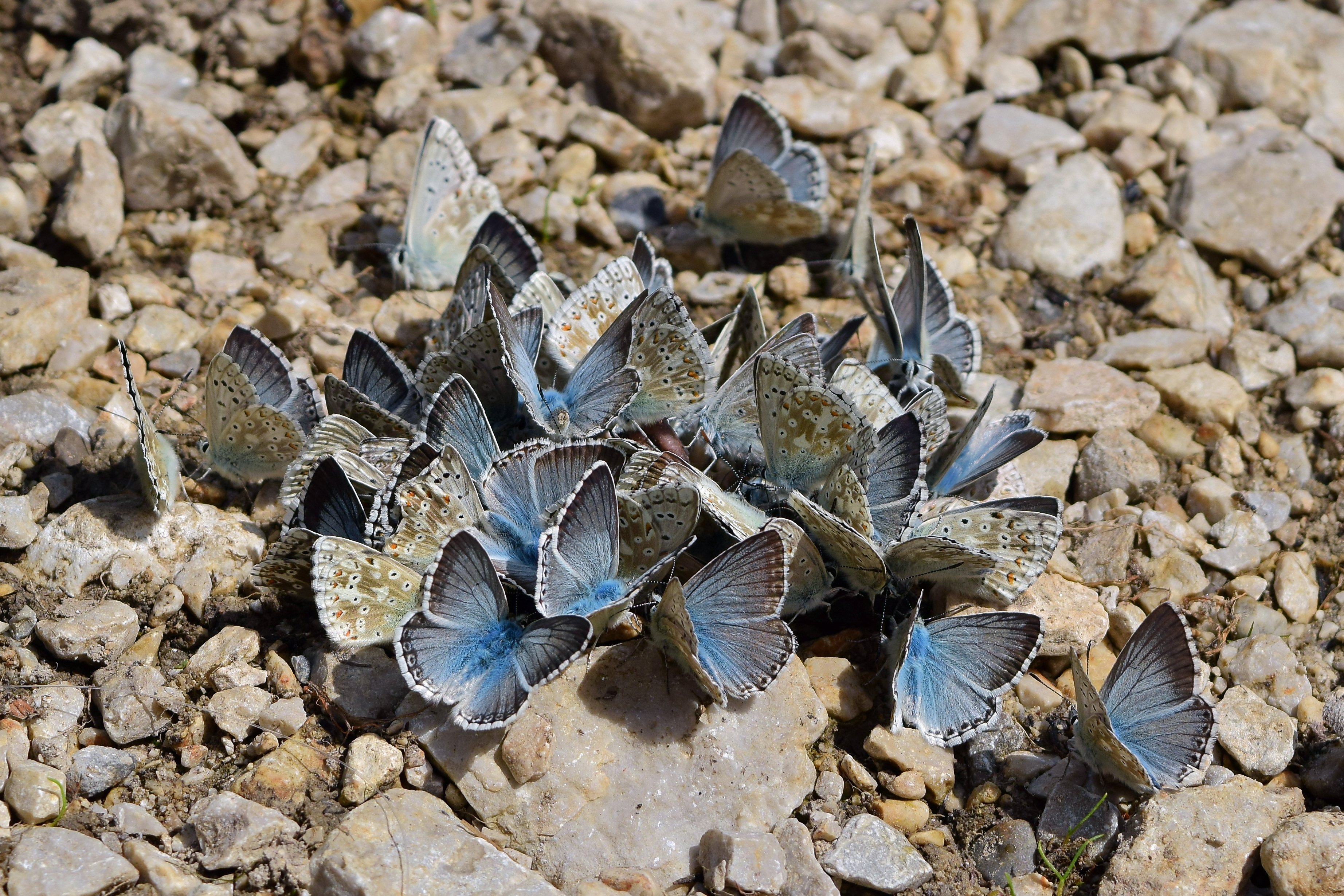 수분 섭취를 하는 Lysandra coridon 무리