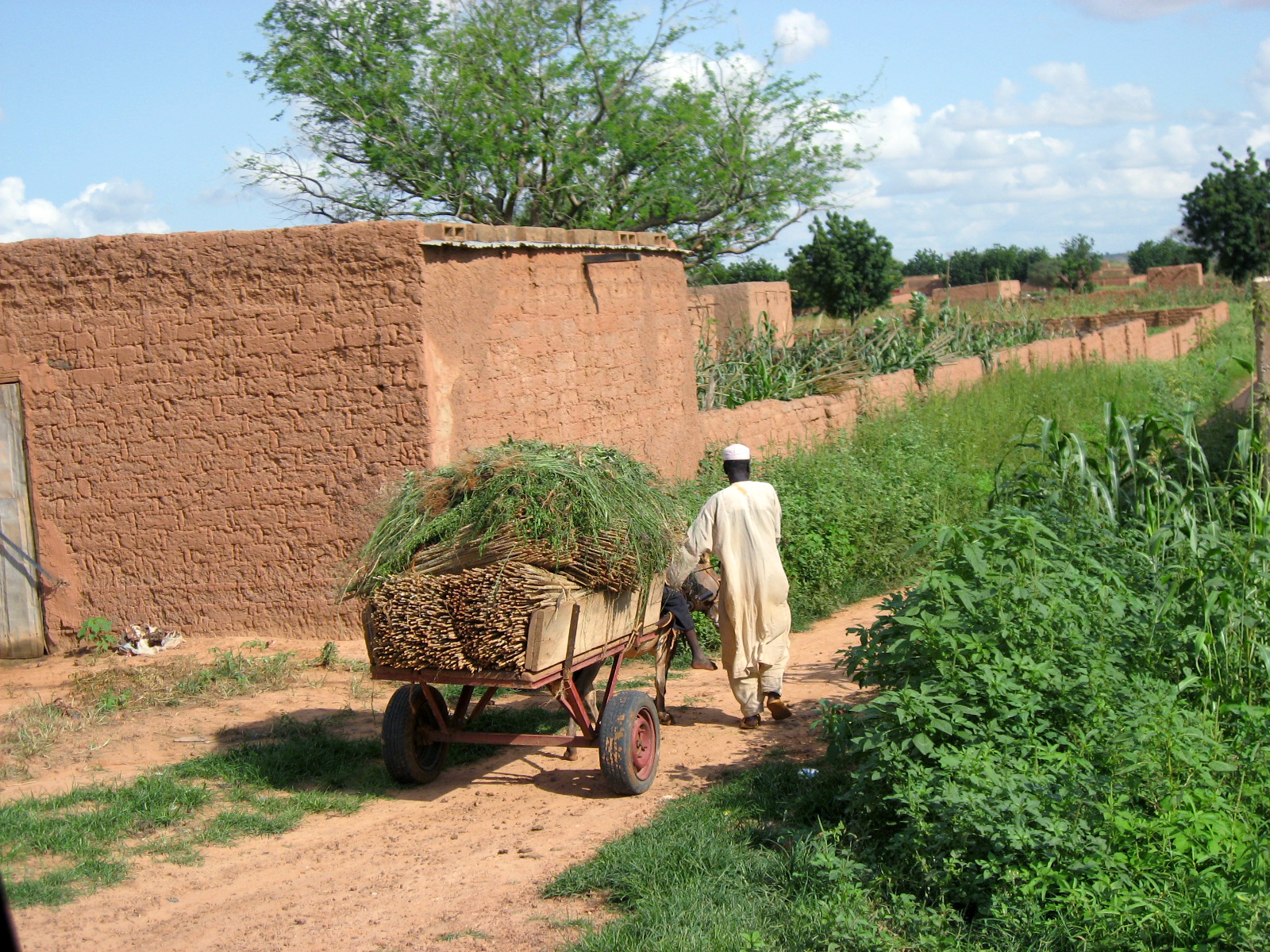 A farmer harvesting millet in Koremairwa village, Dosso Region.