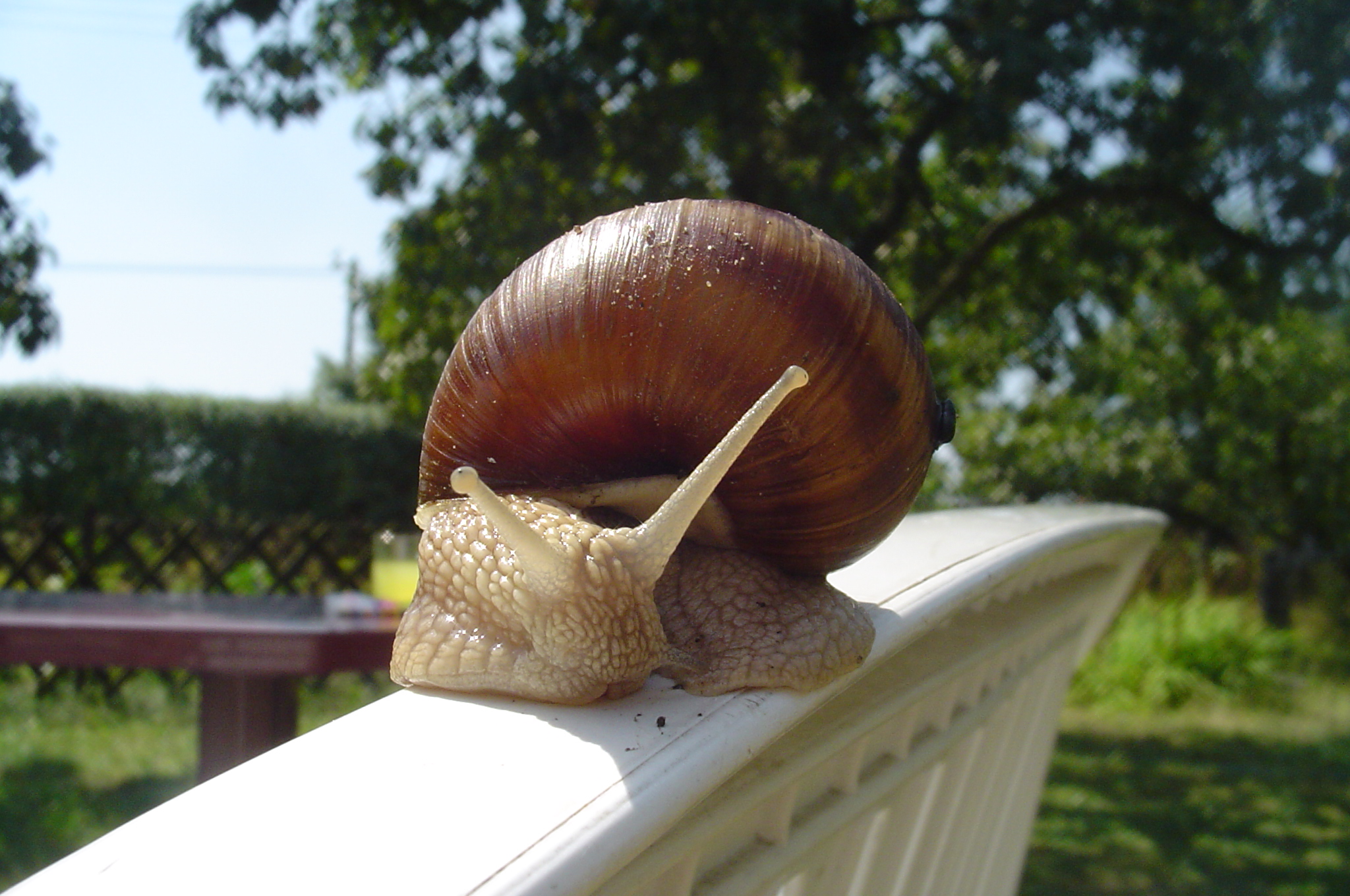 A photograph of a snail with a table and glass of juice in the background