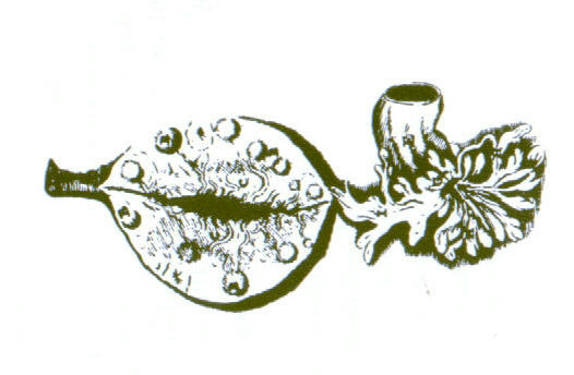 레이니에르 드 그라프의 <a href=