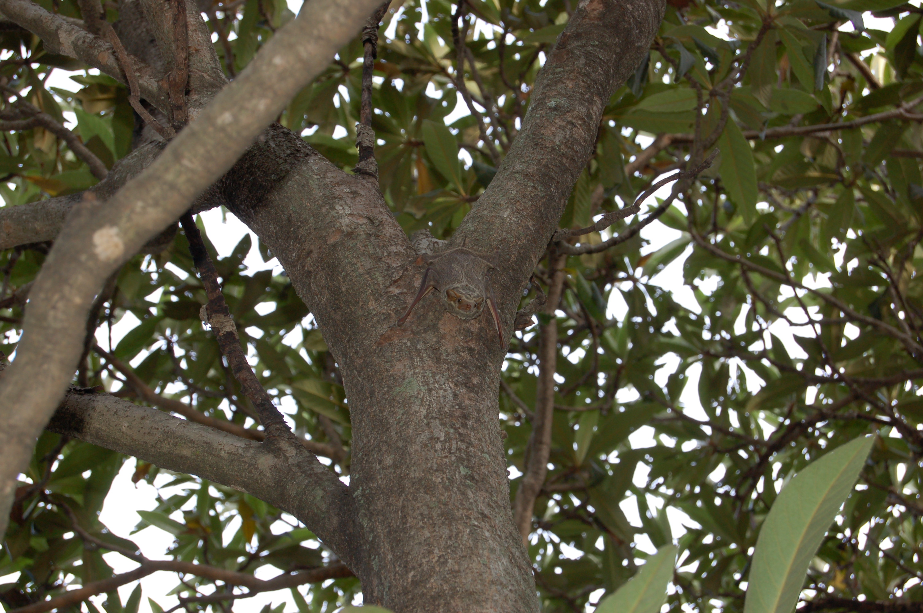 A bat hangs from a tree