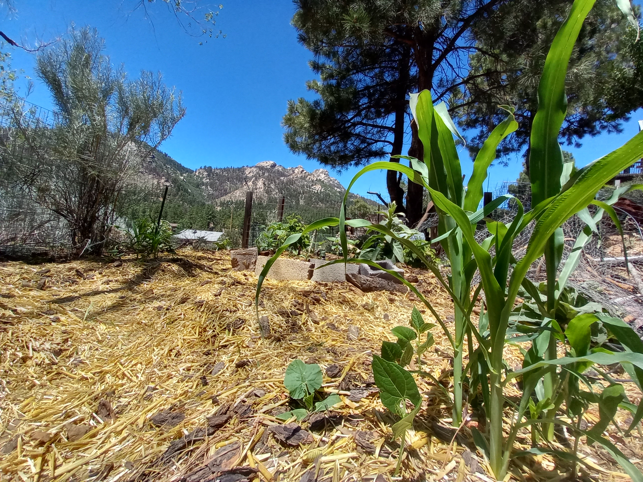 Hopi Blue Corn, Pole Beans, and Sugar Pumpkins at 6000'