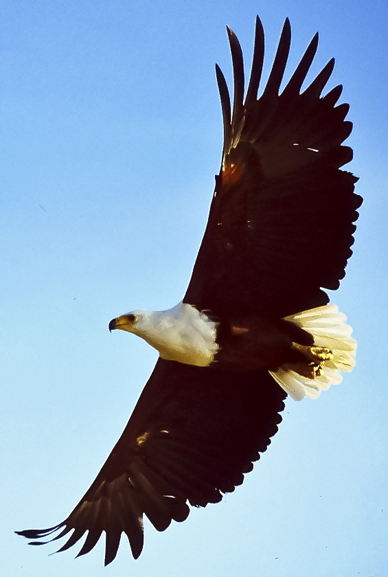 Helang ikan Afrika, burung kebangsaan Zambia