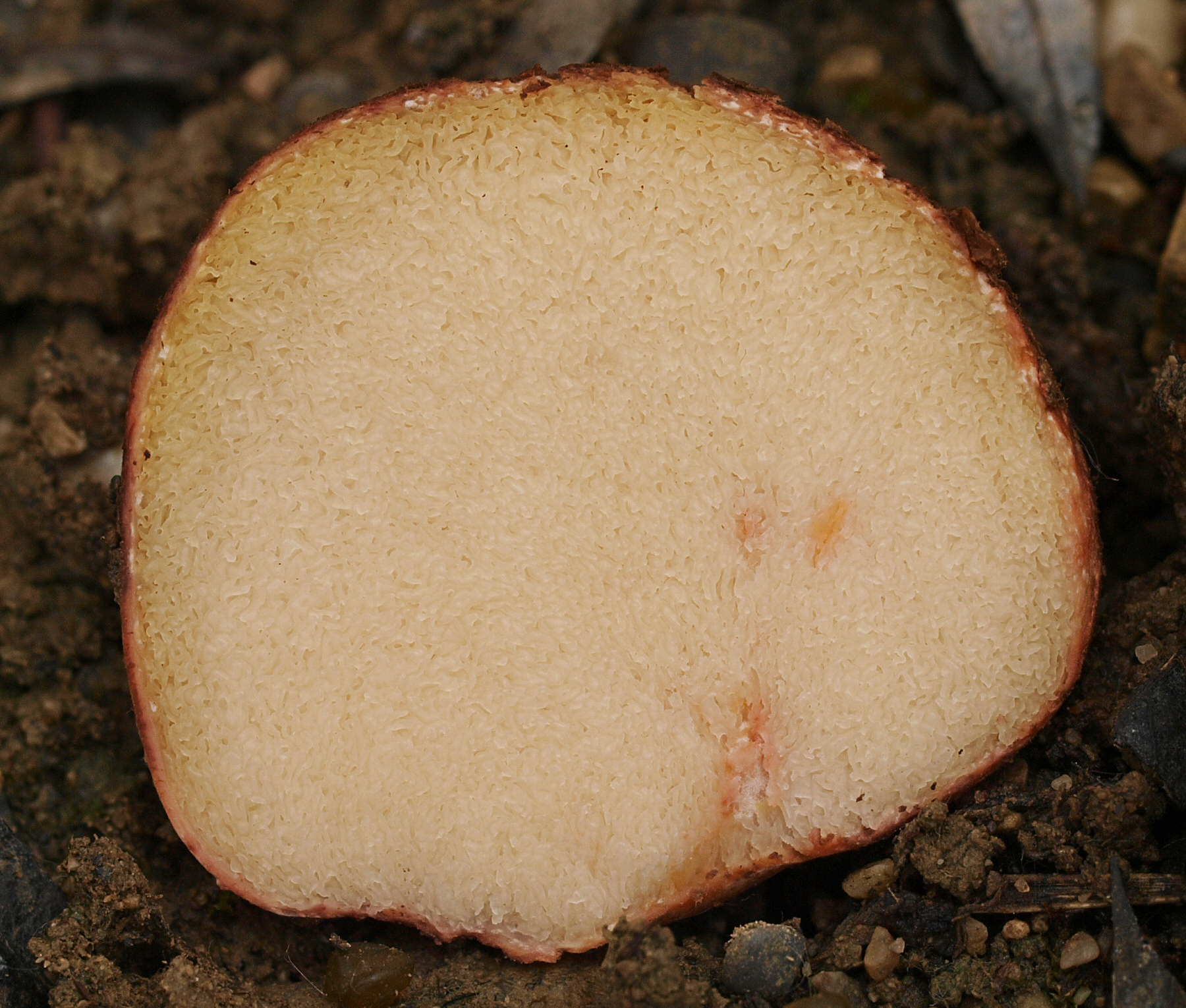 자실체 융단의 근접 사진을 보여주는 ''Rhizopogon roseolus'' 이미지
