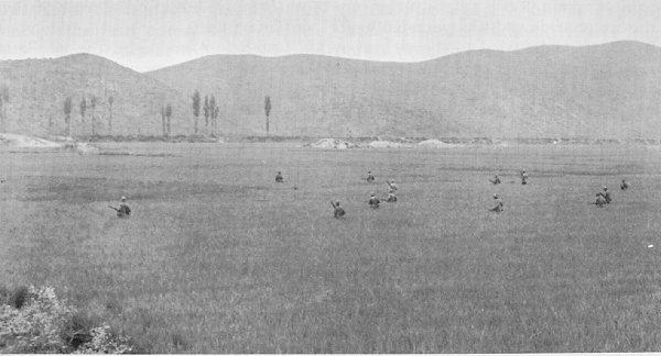 병사들이 1950년 9월 용산 서쪽에서 공격하는 동안 논밭을 건너고 있다.
