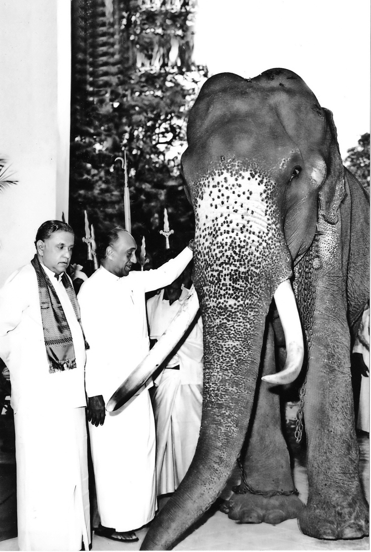 Tổng thống Jayewardene và Diyawadana Nilame Tiến sĩ Nissanka Wijeyeratne cùng với chú voi Raja (elephant).