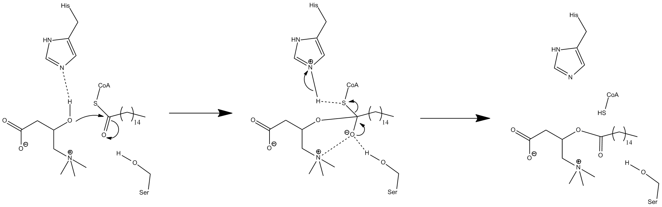 An arrow-pushing mechanism for the action of carnitine palmitoyltransferase.