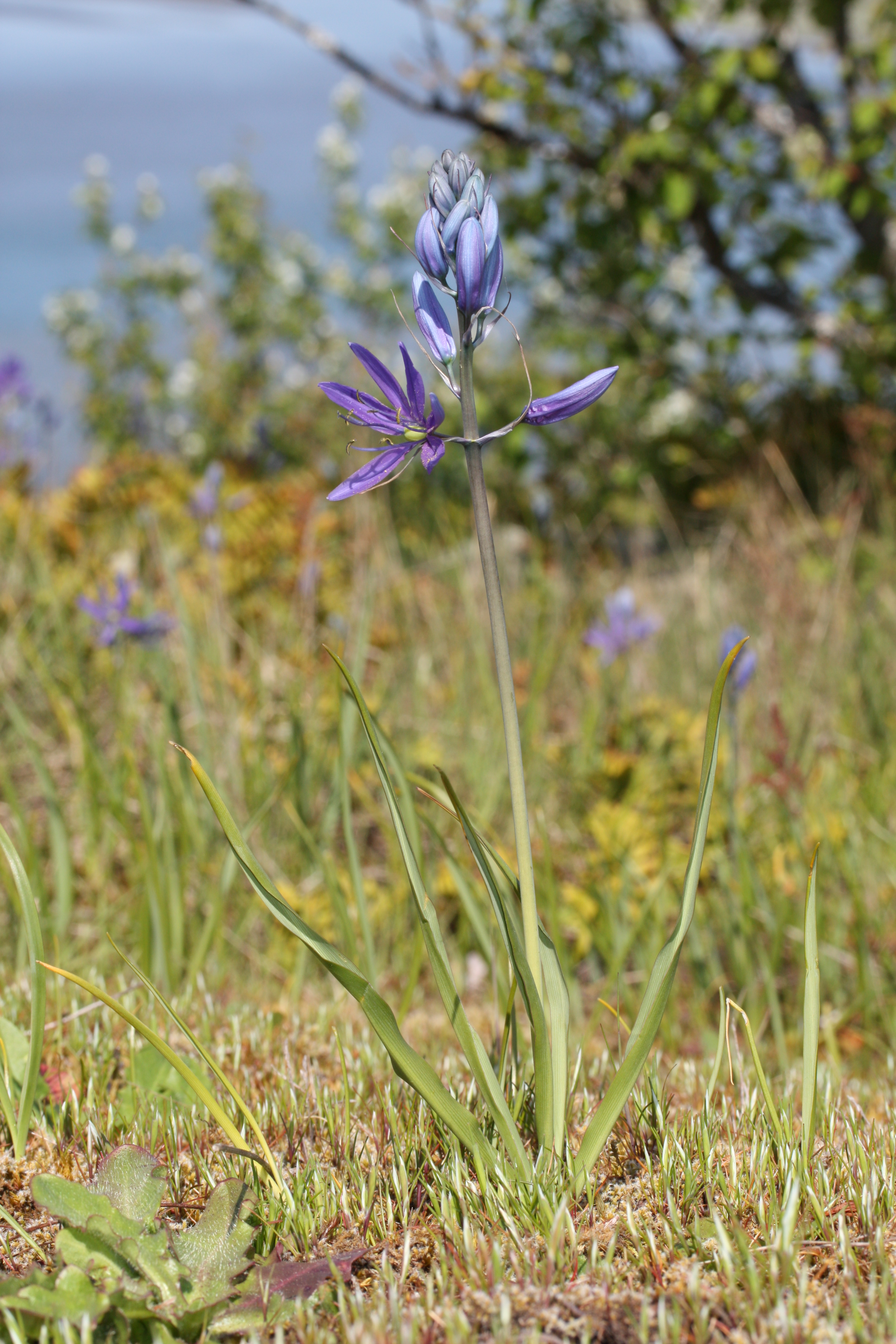 ''Camassia quamash''의 이미지로, 짙은 파란색 꽃차례를 가진 다년생 풀이다