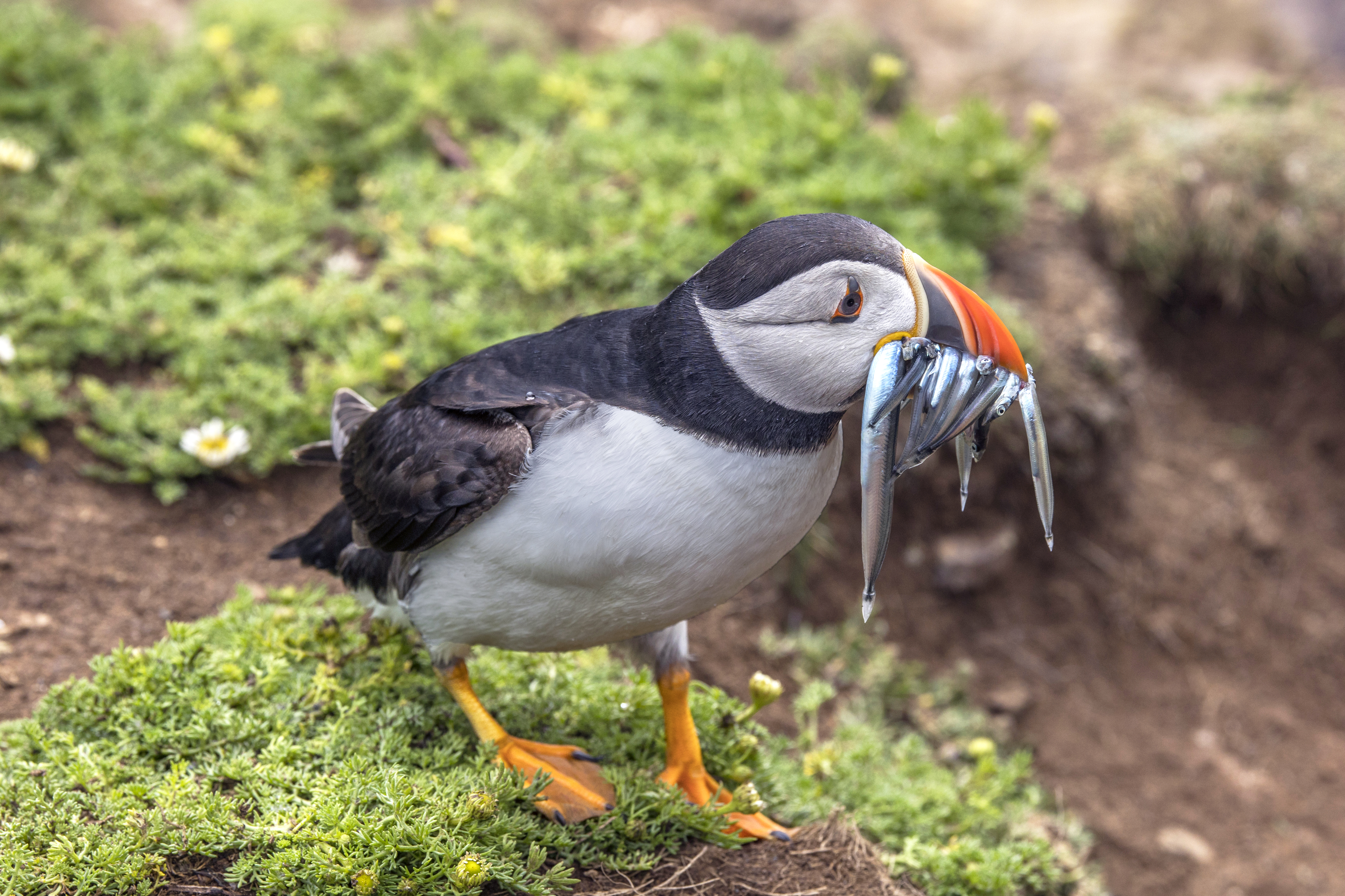 An endangered Atlantic Puffin with its distinctive orange-striped beak feeding on the British coastline