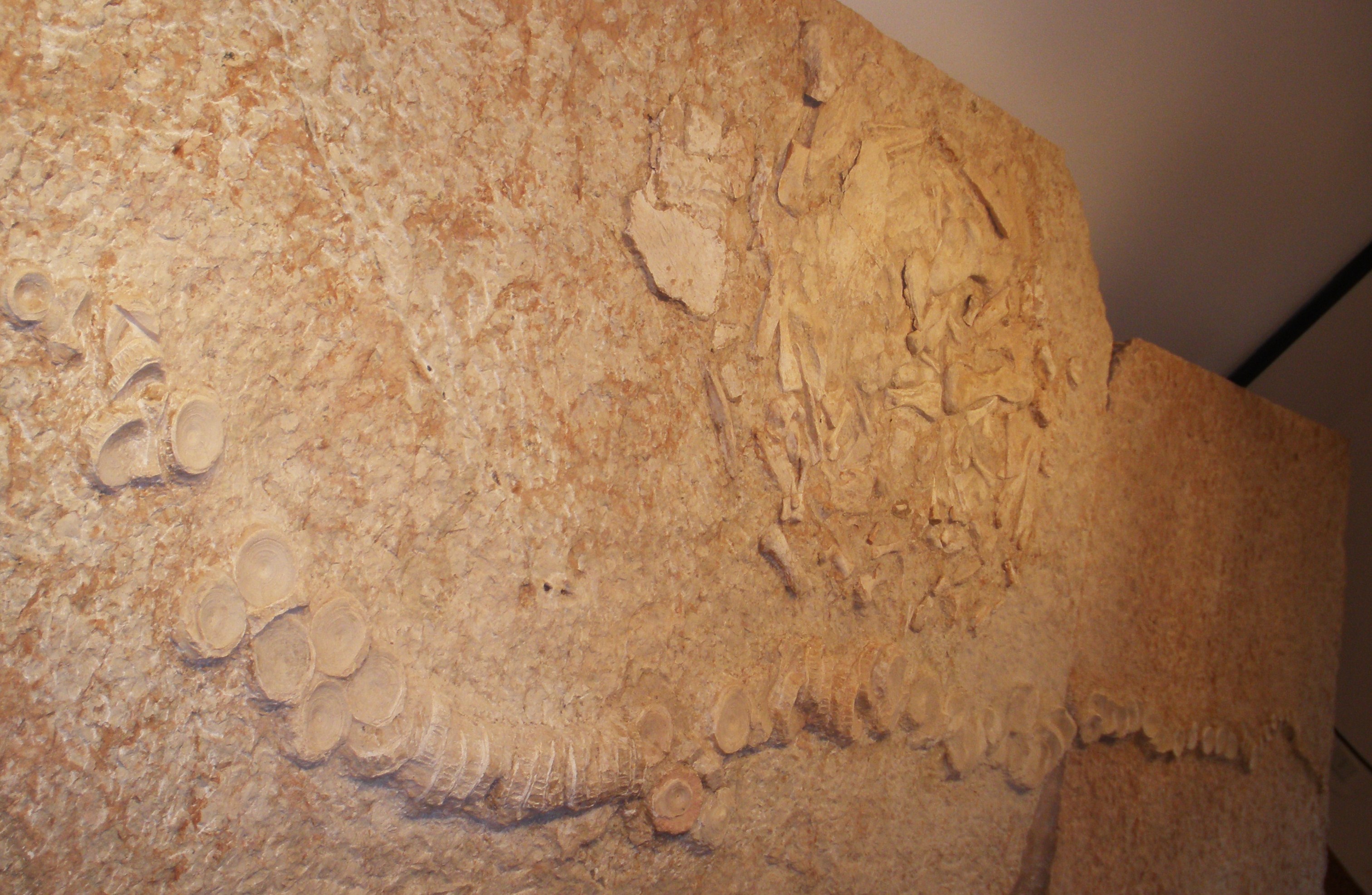 Associated fossil of a ''Cretodus'' shark and a ''Protosphargis'' sea turtle from the Cretaceous of Italy