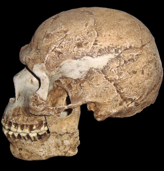 スフール洞窟で発見された初期現生人類の頭蓋骨の一つ