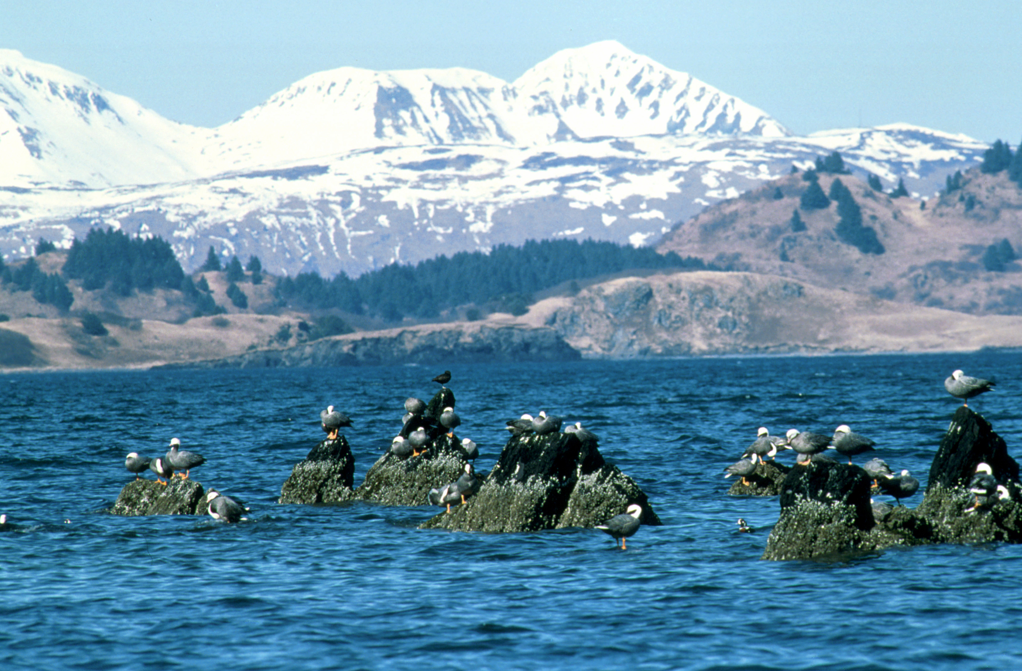 물가의 바위에 있는 흰머리기러기 무리