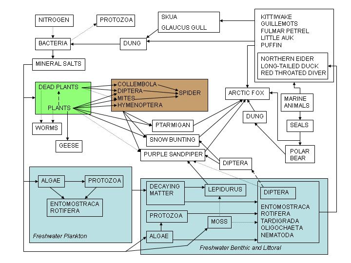 빅터 서머헤이스와 찰스 엘턴이 1923년에 작성한 베어 섬(Bear Island)의 먹이 그물(화살표는 한 유기체가 다른 유기체에 의해 소비되는 것을 나타냄).