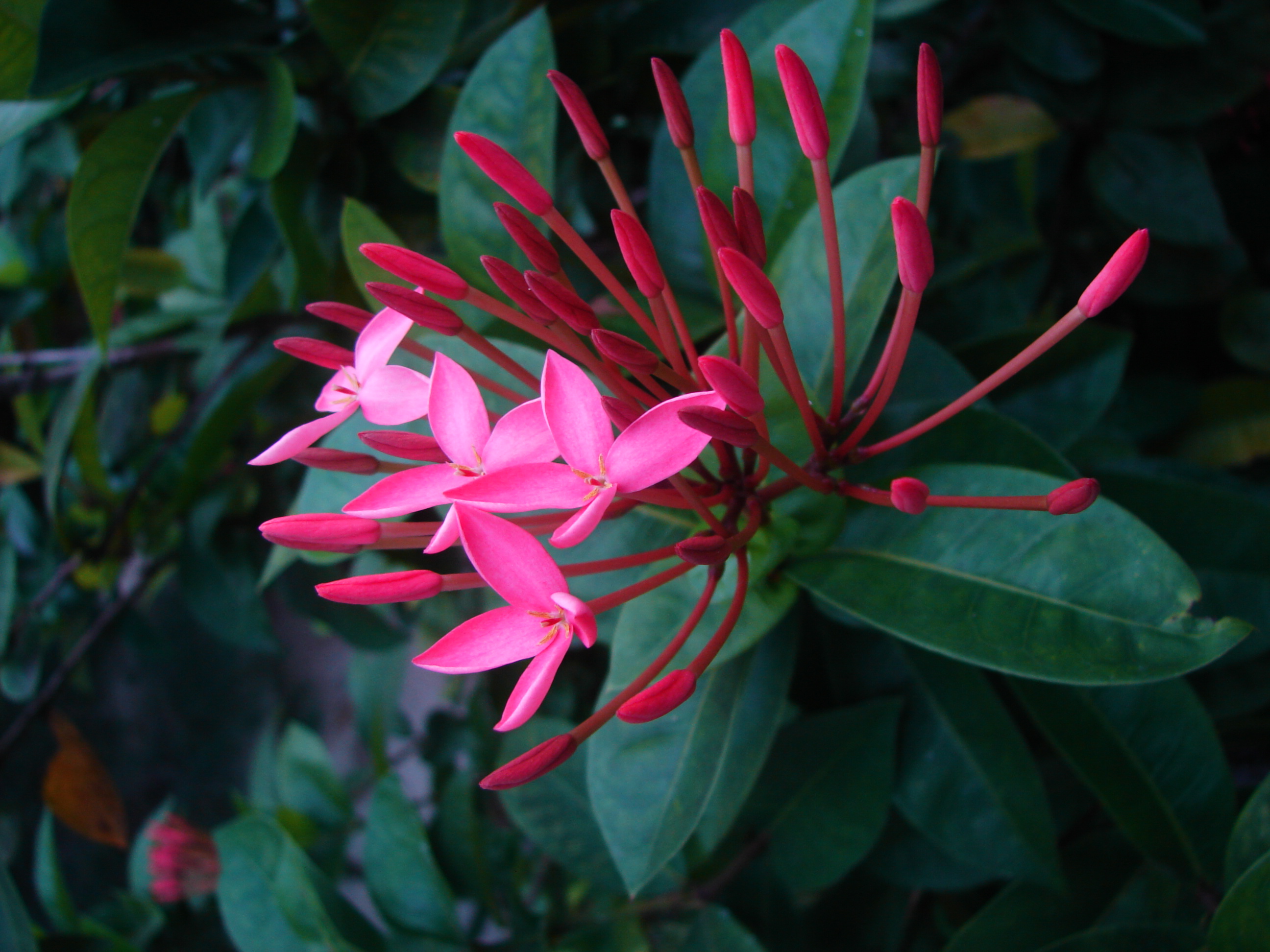 Bunga Ixora sp. di Maladewa.