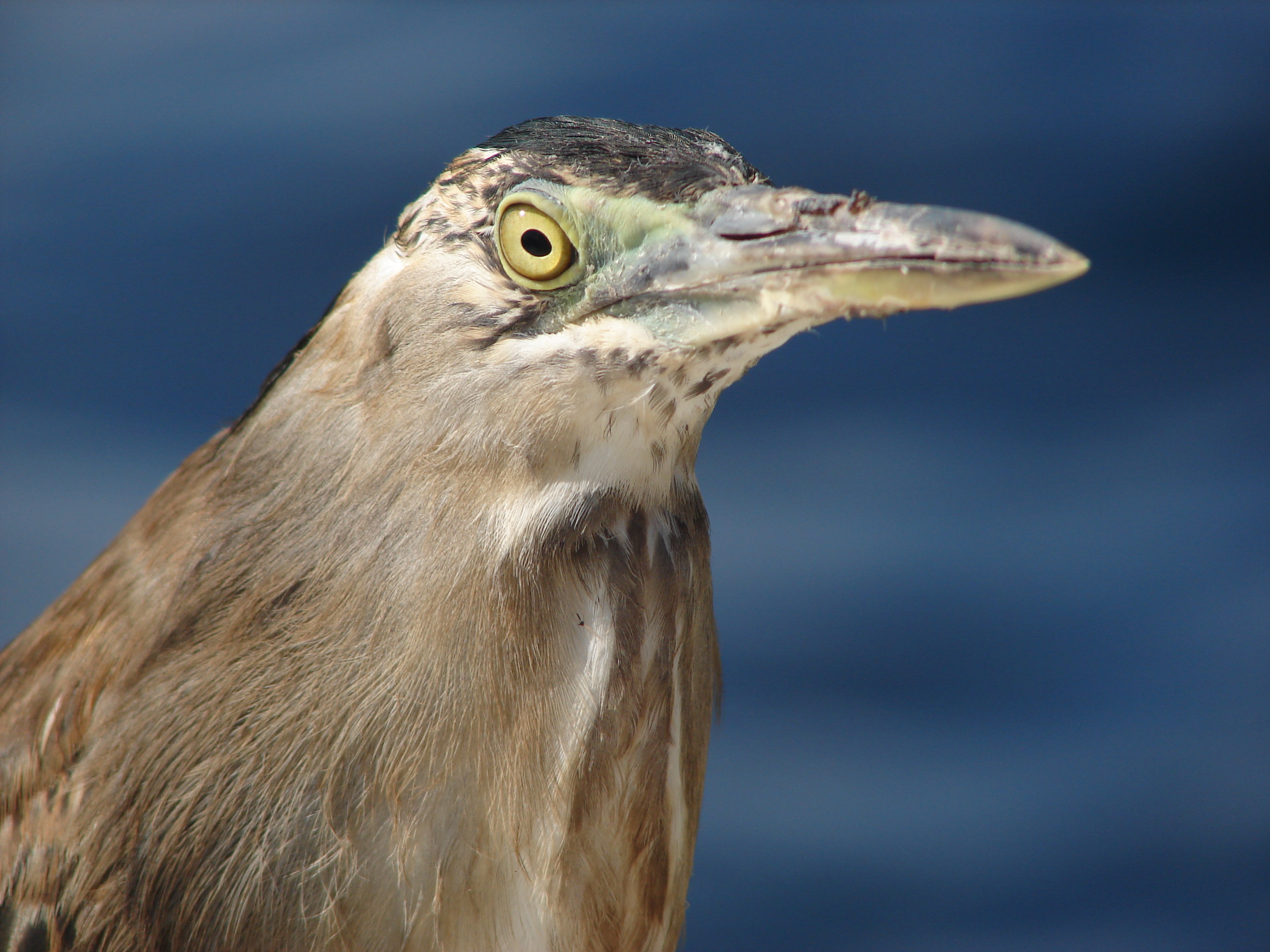 Butorides striata di Maladewa.