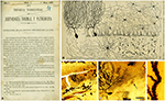신경계에 대한 카할의 첫 번째 삽화 (1888년). (A) 논문의 첫 페이지. (B) 암탉 소뇌 회전의 수직 단면. (C) 성체 새의 소뇌. (D) (C)를 확대한 푸르키녜 세포. (E) 푸르키녜 세포의 수상돌기.