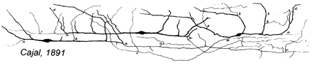 카할-레치우스 세포 그림, 1891년.