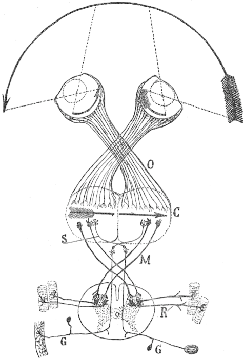 시각 지도 이론의 도식 (1898년). O=시각 교차; C=시각 (및 운동) 피질; M, S=교차 경로; R, G: 감각 신경, 운동 신경절.