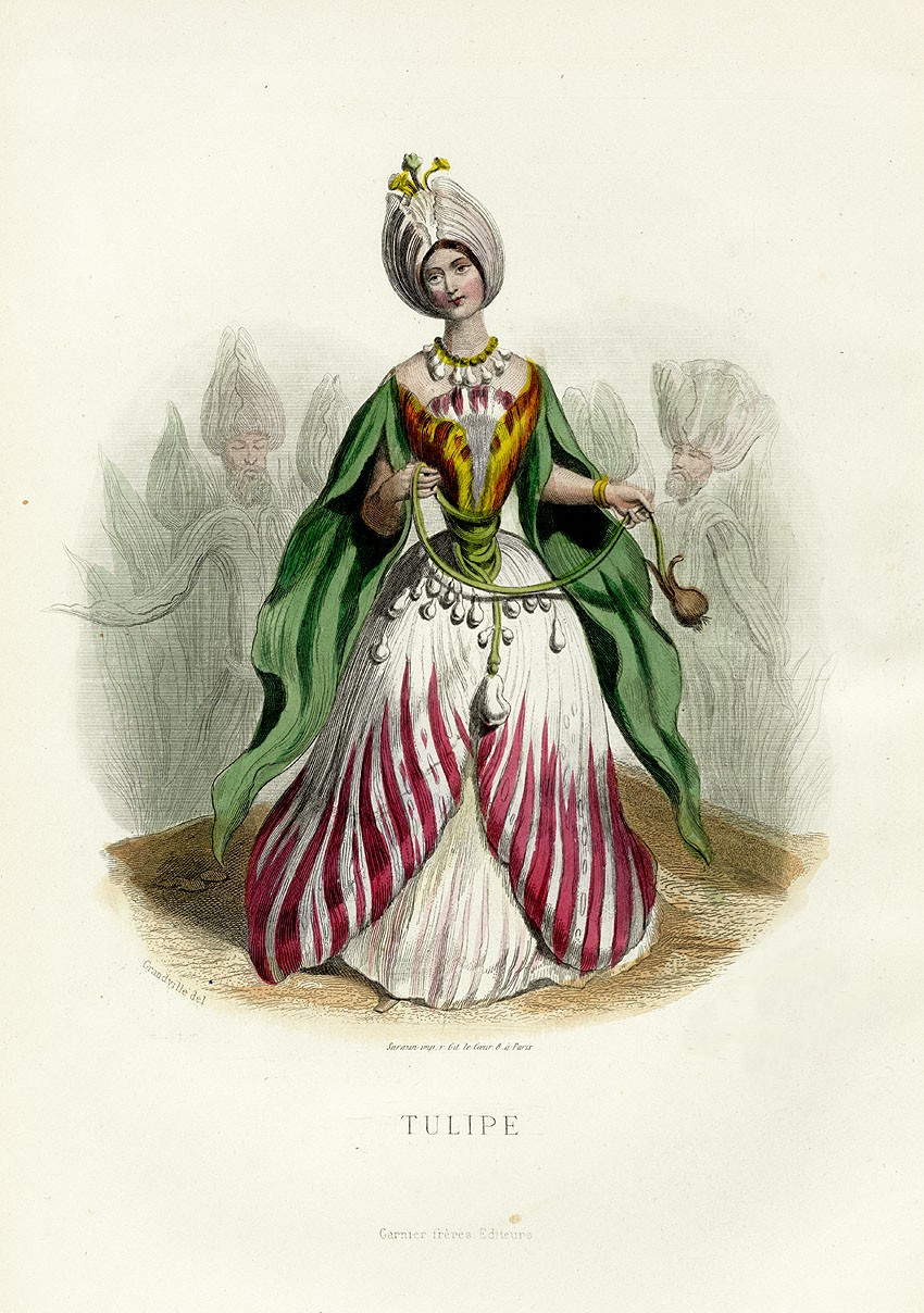 Tulip, daripada Les fleurs animées (1846)