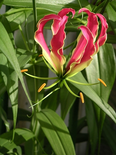 Bunga lili api, bunga kebangsaan Zimbabwe