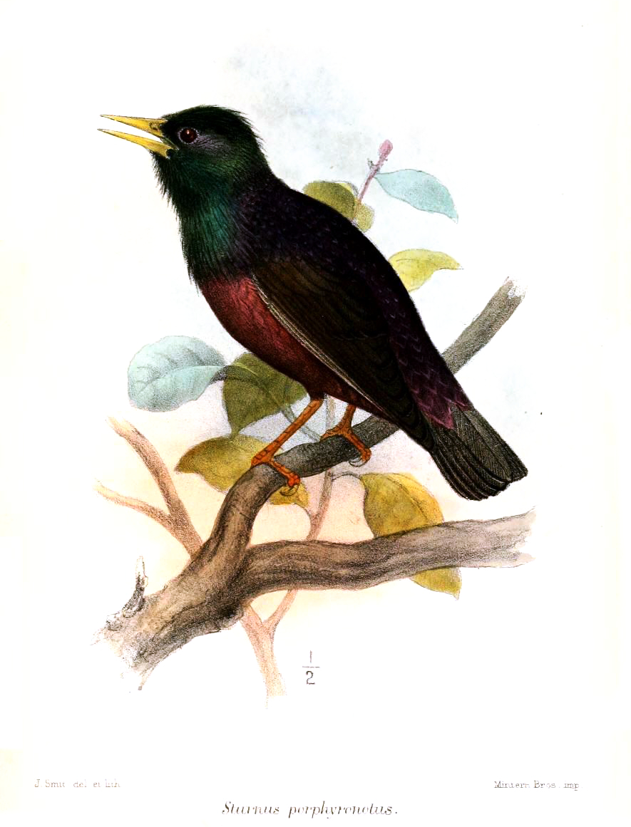 아종 porphyronotus