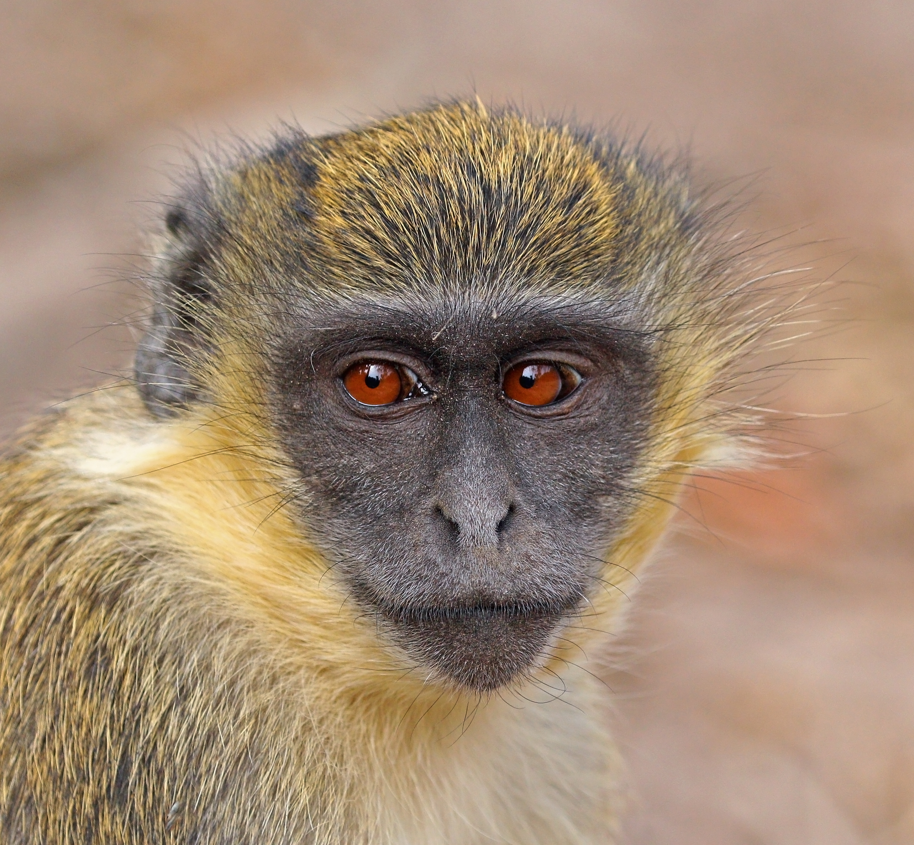 Wildlife, such as this green monkey, is one of the attractions for tourists visiting The Gambia.