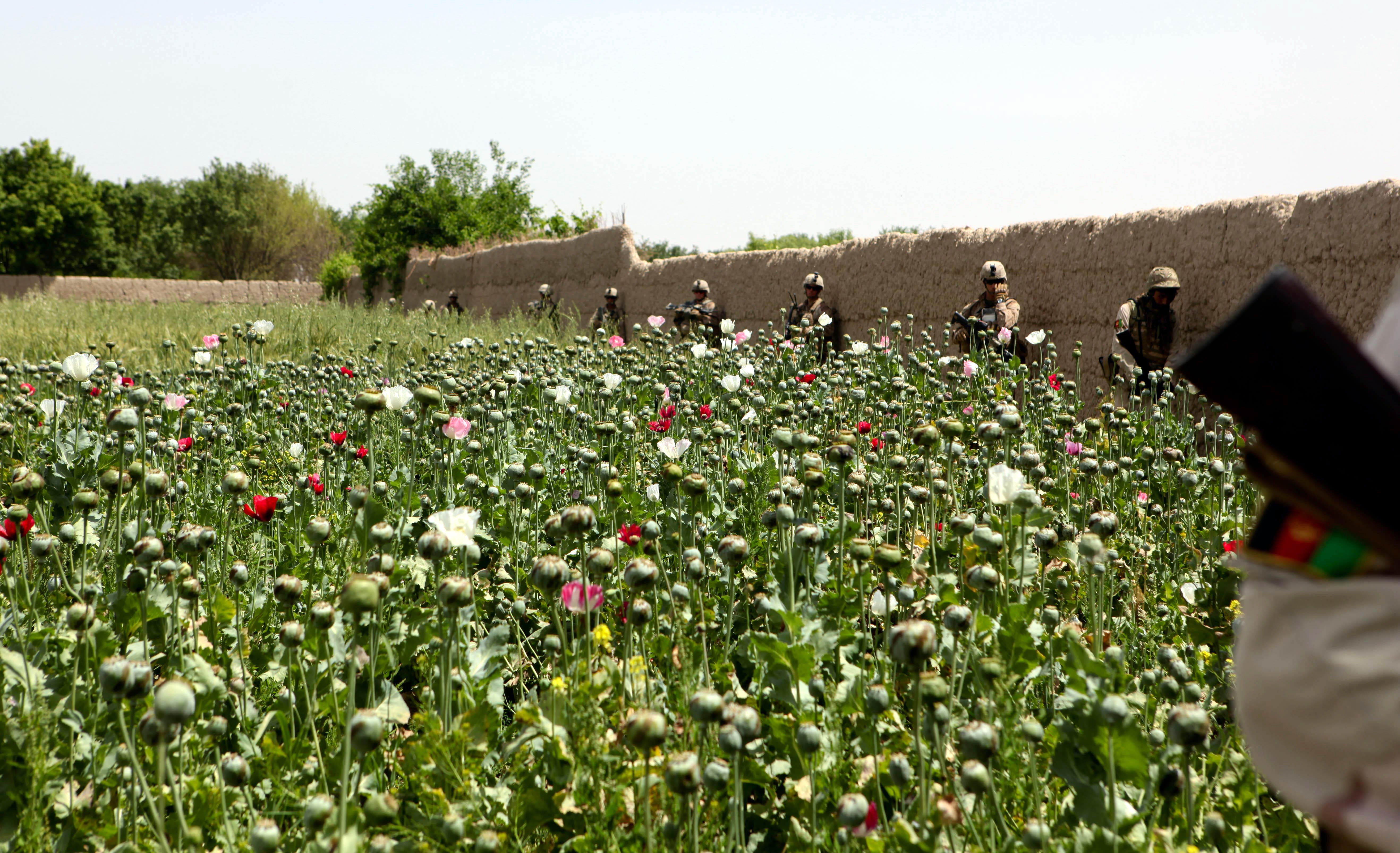 Những cánh đồng thuốc phiện ở tỉnh Helmand, Afghanistan
