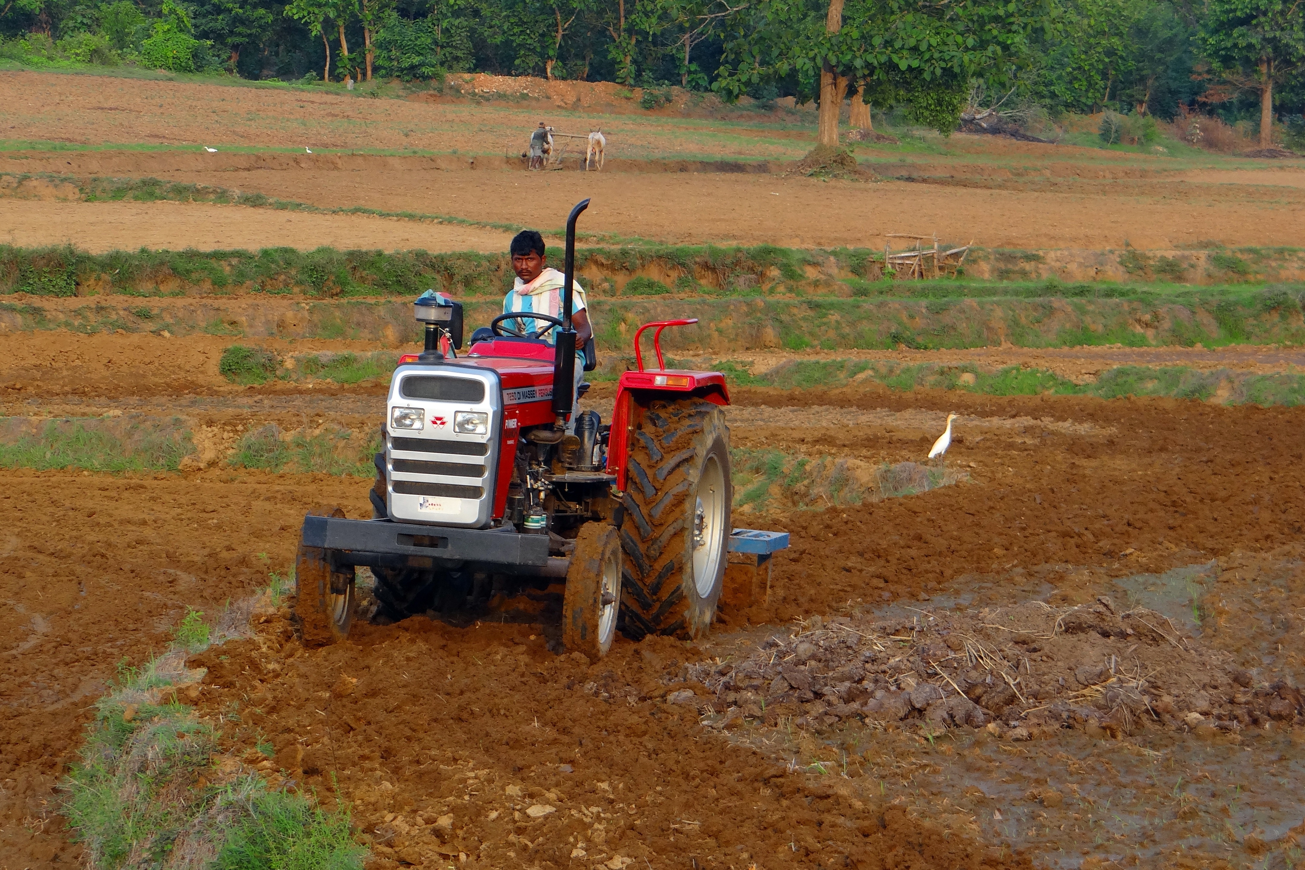 A farmer in northwestern Karnataka ploughs his field with a tractor even as another in a field beyond does the same with a pair of oxen. In 2019, 43% of India's total workforce was employed in agriculture, highlighting the sector's importance for livelihoods despite its declining share in GDP.