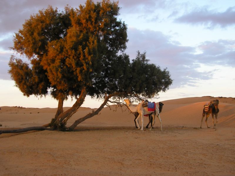 Camels eating acacia in southern Tunisia, a typical landscape where agriculture adapts to arid conditions.