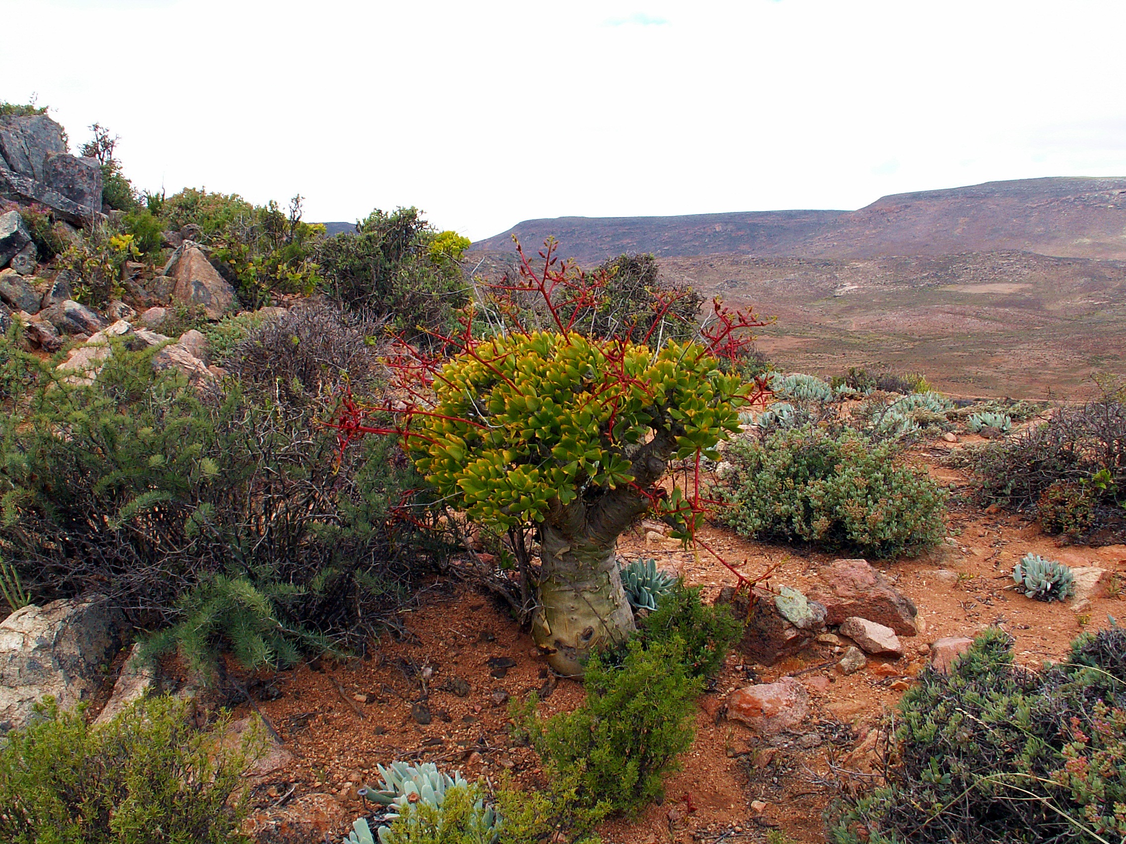 Bentang Budaya dan Botani Richtersveld - (2007, Warisan Budaya)