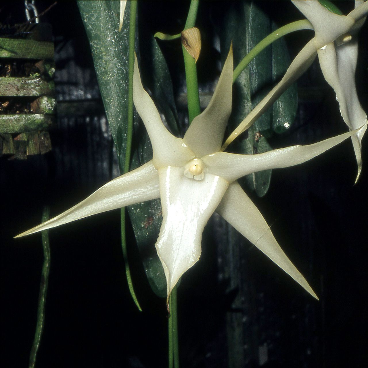 Anggrek komet (Angraecum sesquipedale), bunga anggrek ini memiliki taji yang sangat panjang dan diserbuki oleh spesies ngengat elang dengan belalai yang panjangnya serasi.