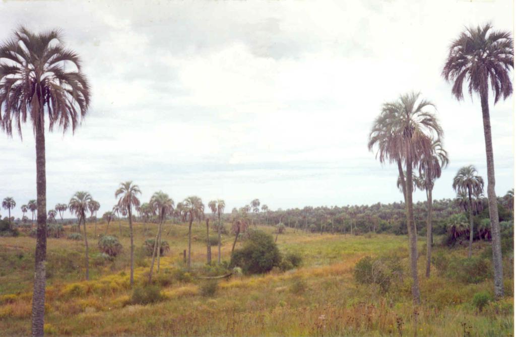 Palm groves in El Palmar National Park, showcasing Uruguay's native flora.