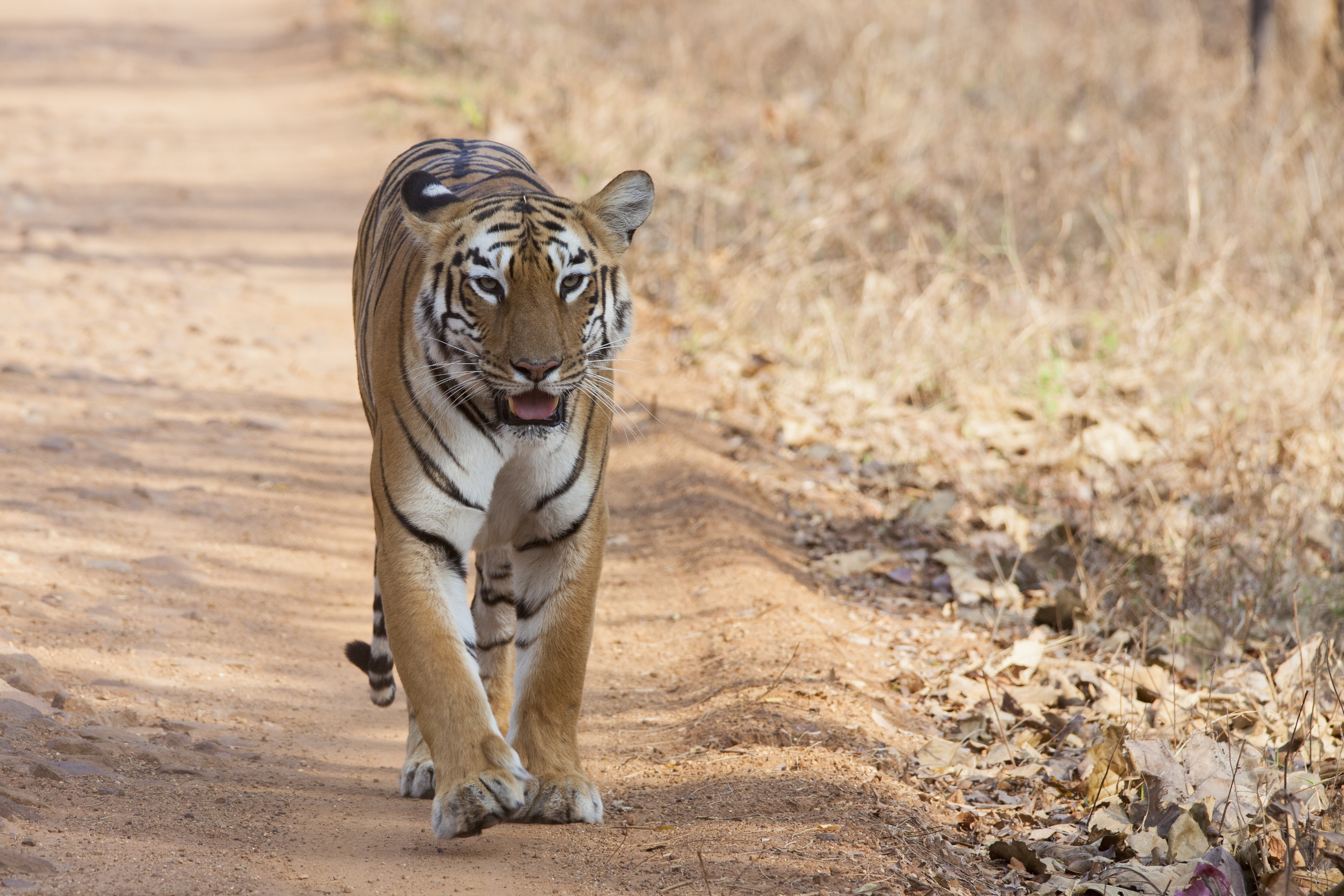 India has the majority of the world's wild tigers, approximately 3,170 in 2022. Conservation efforts like Project Tiger are crucial for their survival and represent a commitment to preserving natural heritage, though human-wildlife conflict remains a challenge affecting local communities.