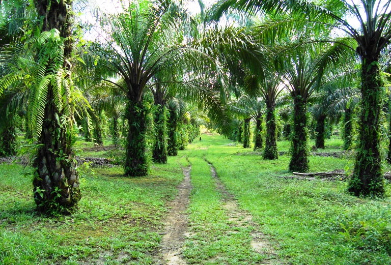 Đồn điền dầu cọ ở Huyện Kampar, Riau. Indonesia là nhà sản xuất dầu cọ lớn nhất thế giới.